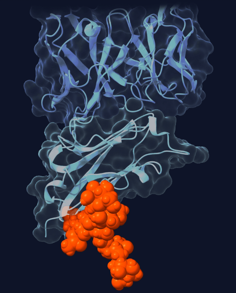 Designing with glycans in mind